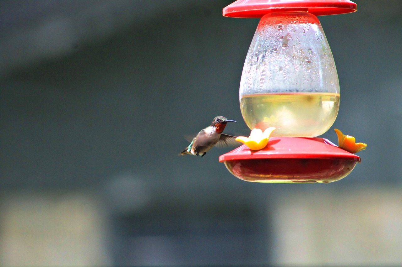 Making DIY Bird Feeders with the Kids